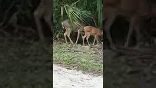 Swamp monster search in the Florida Everglades pt3.