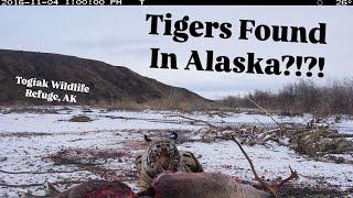 Wild Tigers Found In Alaska!?!?!?