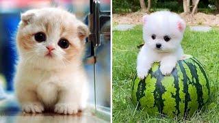 Top 10 Cute Animals In The World | Part-3