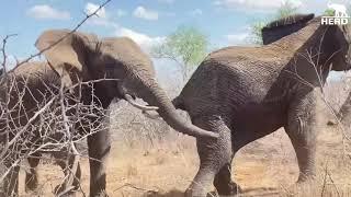 Loud Trumpeting as the Elephants Rush to Rescue Khanyisa from an Impala Scare