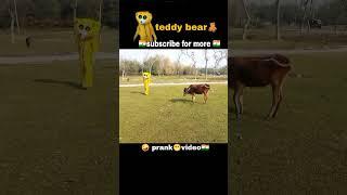 teddy bear cow prank video