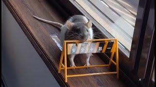 Rats jumping over the fence‍️