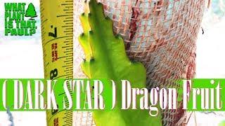 How much can Dark Star dragon fruit Grow in a week?