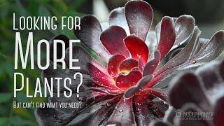 Better Selection of Plants | Arts Nursery Ltd