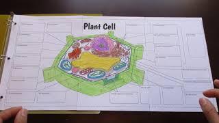 Plant Cell - Interactive Big Foldable for INBs or Binders (by Tangstar Science)