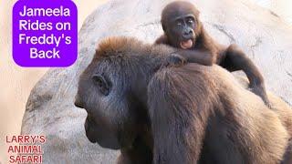 Baby Gorilla - Jameela and Kunda together #1         #clevelandmetroparkszoo