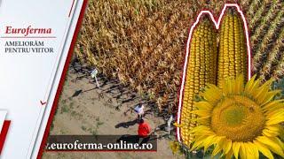 Solutii anti seceta, fertilizare si DENSITATI pentru #cereale #floare #porumb