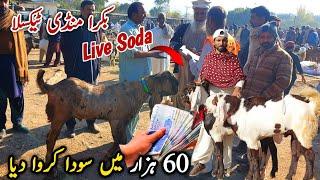 Friday Bakra Mandi Taxila Latest Update 6 December 2024 | Soda Naseeb Ka