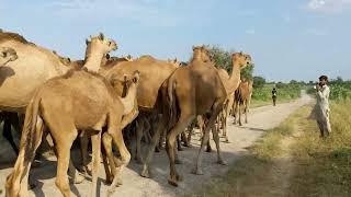 Big camels of the Thar desert are walking with their owner#camel #desertvillagelife #camlink #viral