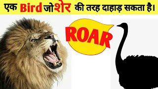 Things we don't know about animals || जानवरो के बारे मे ये बाते हम नही जानते। ||Facts - by Knowment