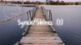 시라/쉬라즈 Syrah/Shiraz (1) | 와인 품종 이야기 | 와인 기초 | 와인공부