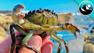 Making a CRABBY Tide Pool Aquarium in New England!