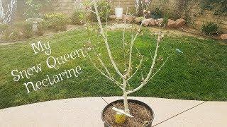 Protecting my Fruit Trees from Sunburn & Rodents with IV Organic 3 in 1 Plant Guard Snow Queen Necta