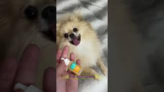 Покупочки для ШПИЦА #pomeranian #шпиц #шпицы #смешныеживотные #немецкийшпиц #померанскийшпиц