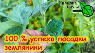 ПОСАДКА ЗЕМЛЯНИКИ САДОВОЙ/КЛУБНИКИ БЕЗ ОШИБОК: лучшие сроки, глубина, мульча и уход за корнями.