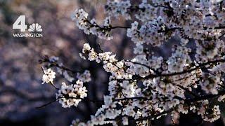 DC's Iconic Cherry Blossom Trees Symbolize Friendship With Japan