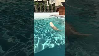 Our golden retriever loves swimming!  ‍️ 