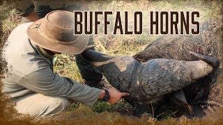 Judging Mature African Bull Buffalo Horns | 2