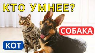 Насколько КОШКИ УМНЕЕ СОБАК? Вряд ли вы догадаетесь