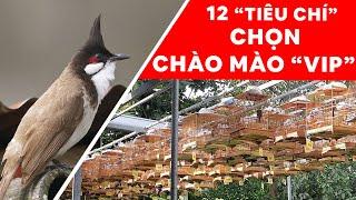 HƯỚNG DẪN CHỌN CHÀO MÀO HAY LUYỆN "ĐẤU GIÀN" CHUẨN