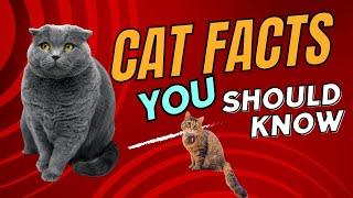 Pawsome Cat Facts Unleashed!