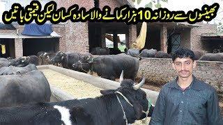 Simple Farmer Earning 10 Thousand Daily From Buffalo Farming | Buffalo Dairy Farming | Milk Business