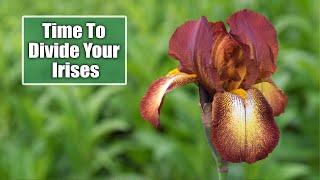 Divide Your Irises Now! How to Split Divide Iris In Containers | Autumn/Fall Perennial Jobs