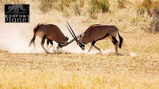 Gemsbok: The Desert's Majestic Antelope