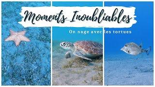 Swimming with turtles in Guadeloupe