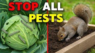 This ONE TRICK Eliminates 95% of PEST PROBLEMS in the Garden