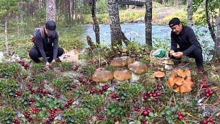 MUSHROOMS AND BERRIES FORAGING! SEASON! FUNGHI PORCINI! SHEEP POLYPORE, CHANTERELLES, LINGONBERRIES