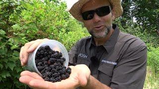 Simple preserves: How to make blackberry Jam and Jelly!