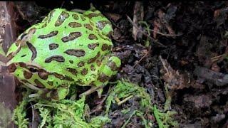 HOW TO FEED AND CARE FOR YOUR BABY PACMAN FROG #pacmanfrogs