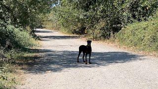 The Doberman we haven't seen for weeks has shown up.