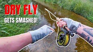 Small Stream Fly Fishing For Spooky Brown Trout (Dry Fly Eats))