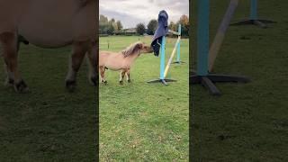 Mushroom-eating pony!  #equestrian #pony #funny #shetland #cute