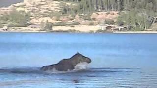 Playful Moose at Glacier National Park