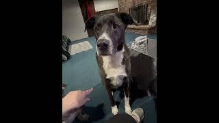 Thor is too smart for his own good!! #lolabrother #thor #thunderdog #rescuepup #dog #funny