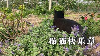 种草钓猫，绝不白嫖！