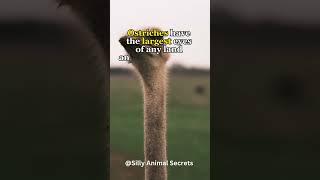 Ostrich Fact Secrets #ostrich strich #facts #shorts