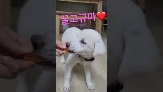 먹방하리  #vlog #강아지브이로그 #진트리버 #asmr #hari #mukbang #baby #cute #꿀고구마 #sweetpotato #perros #snack