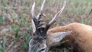 Roebuck hunting in Romania 2018 best of compilation - Rehbockjagd in Rumänien 2018 beste Momente