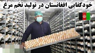 افغانستان خوشبختانه در تولید تخم مرغ خودکفا شد  Afghanistan self sufficient in eggs products