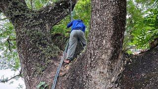 The felling of a century-old Trembesi tree!!