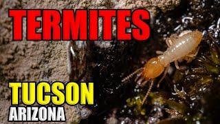 Termites In Tucson Arizona EXPOSED! What You Need To Know