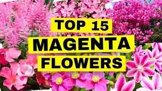 15 STUNNING Magenta Flowers to BRIGHTEN Your Garden! 