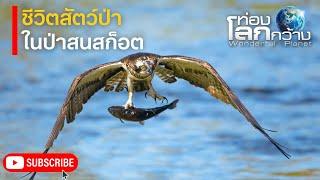 สารคดีท่องโลกกว้าง ชีวิตสัตว์ และความแข็งแกร่งของต้นสนสก็อต | สารคดี สารคดีสัตว์โลก