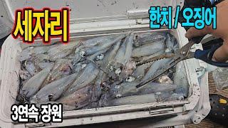 3연속 장원)한치 오징어 올해 첫 세자리 한치낚시 예민할때는 이렇게 하세요