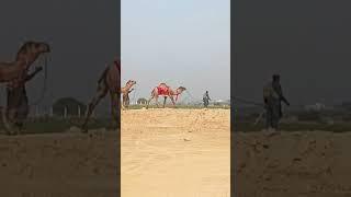 Beautiful of Punjab #trending #viralvideo #youtubeshorts #adventure #instagram #camel #walk #beauty