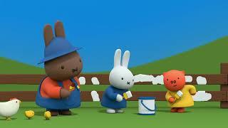 Miffy Paints the Farm Fence | Miffy | Best Of Miffy